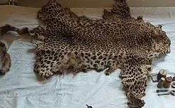 Leopard Hide Seizure Alert in Massive Sirmaur Wildlife Raid