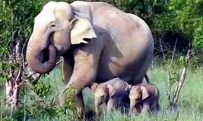 Rare Elephant Twins Spotted in Corbett National Park