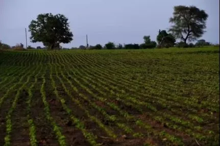 Haryana Natural Farming Plan Targets 100,000 Acres by 2027