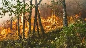 Himalayan Forest Fires Move Higher As Climate Risks Rise
