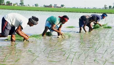 Rainfall Boosts Haryana Paddy Transplantation 85%