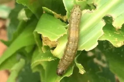 Fall Armyworm Alert: Maize Farmers Must Act Now