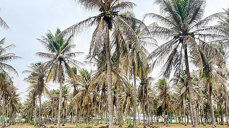 Black-Headed Caterpillar Outbreak Threatens Coimbatore Coconut Farms
