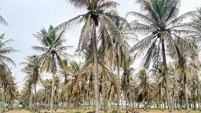 Black-Headed Caterpillar Outbreak Threatens Coimbatore Coconut Farms