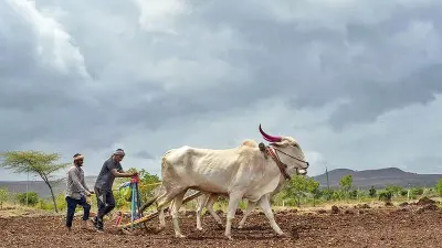 UP Rainfall Deficit 25% Threatens Farmers